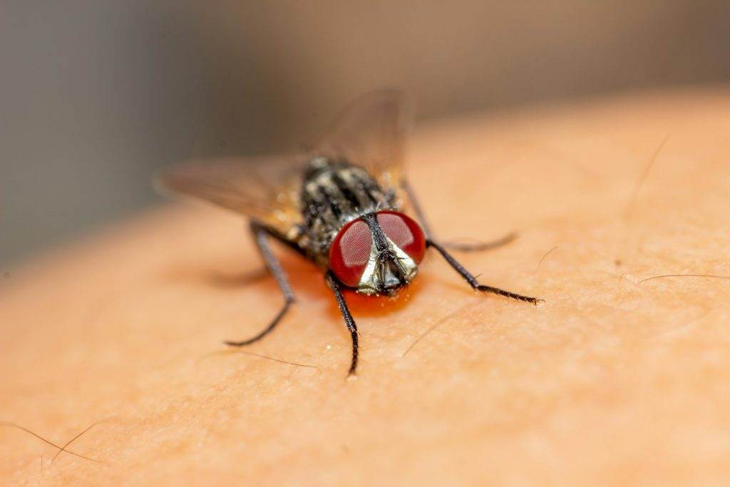 black and red fly on brown textile