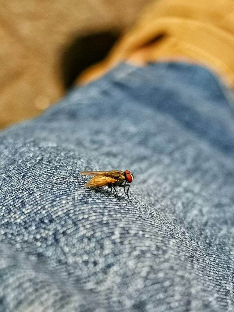 black fly in jeans
