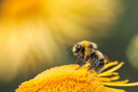 honeybee perching on yellow flower