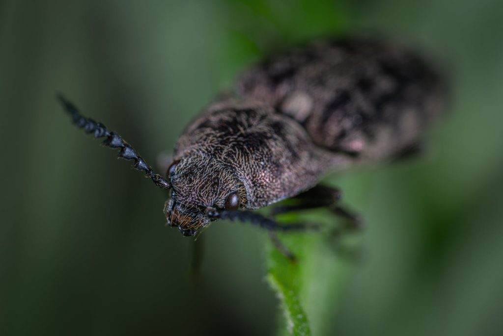 Macro Shoot Photography of Black Beetle on Green Leaf Plant