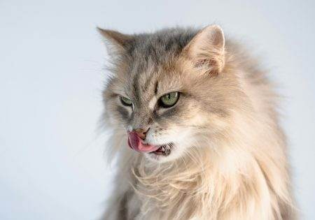 Cute fluffy cat licking nose