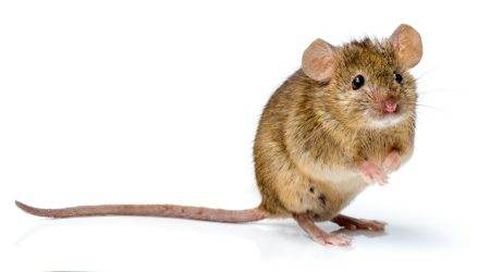 House mouse standing (Mus musculus)