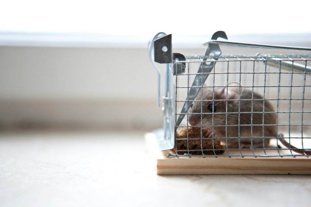 Mouse in trap