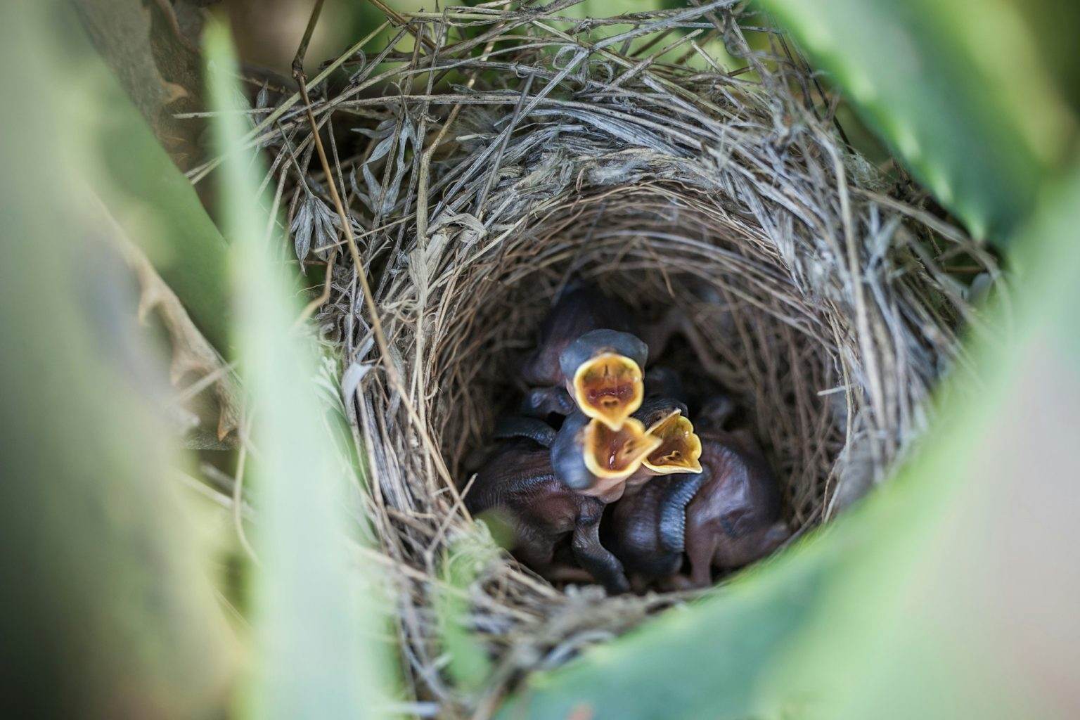 Baby birds in nest mouth open