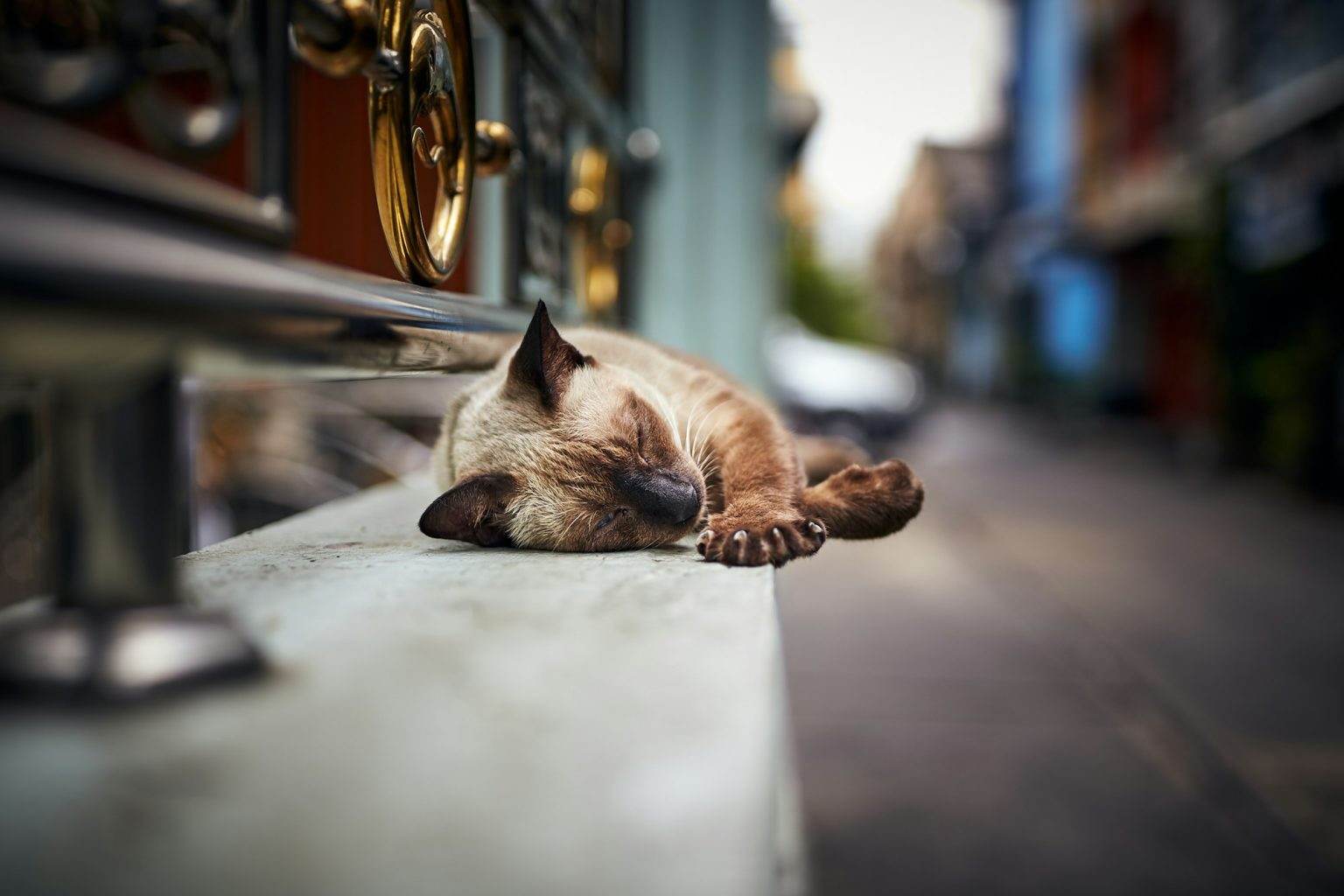 Cat sleeping in the street