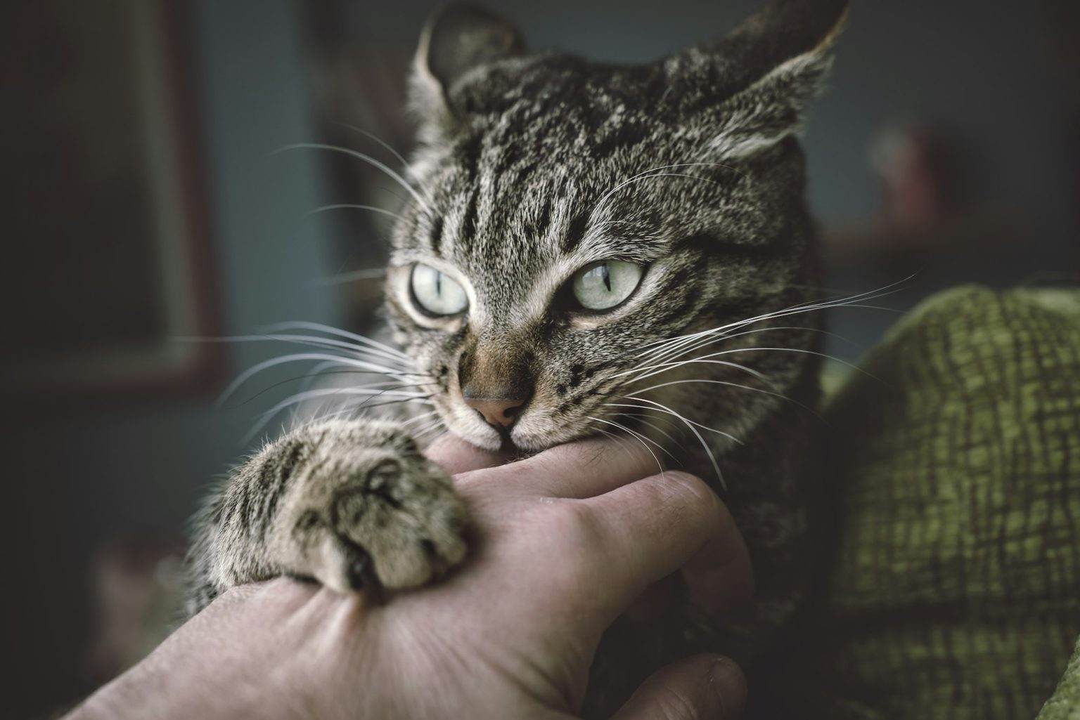 Portrait of tabby cat biting and scratching owner's hand
