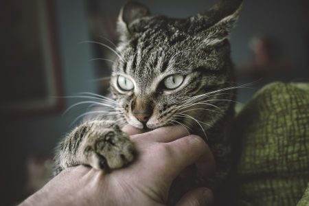 Portrait of tabby cat biting and scratching owner's hand