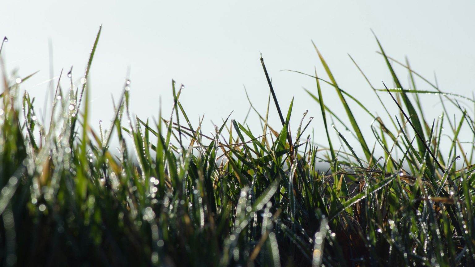 Ce qu'il faut savoir sur l'ivraie et les façons de s'en débarrasser