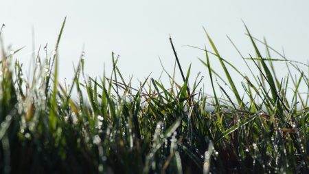 Ce qu'il faut savoir sur l'ivraie et les façons de s'en débarrasser