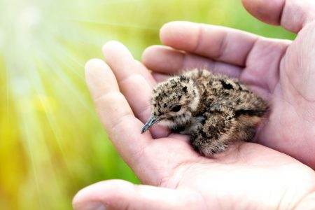 small bird on hands