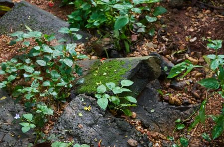 green moss on the ground and old structure parts