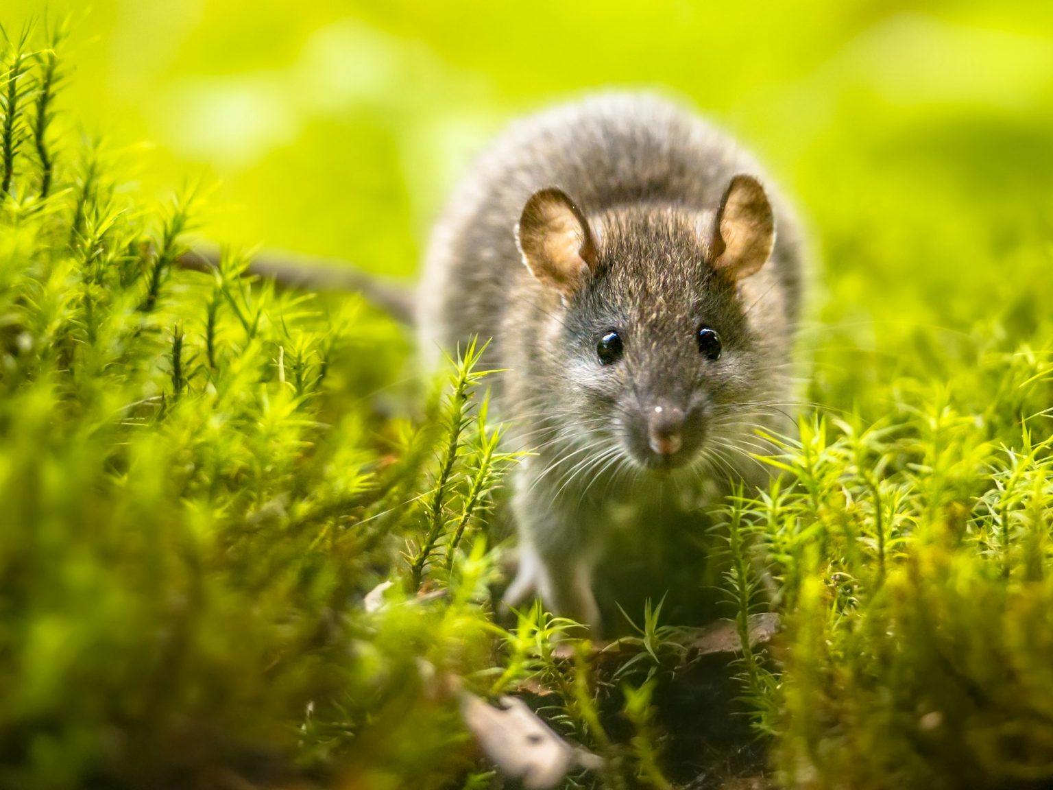 Brown rat in grass on river bank