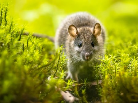 Brown rat in grass on river bank