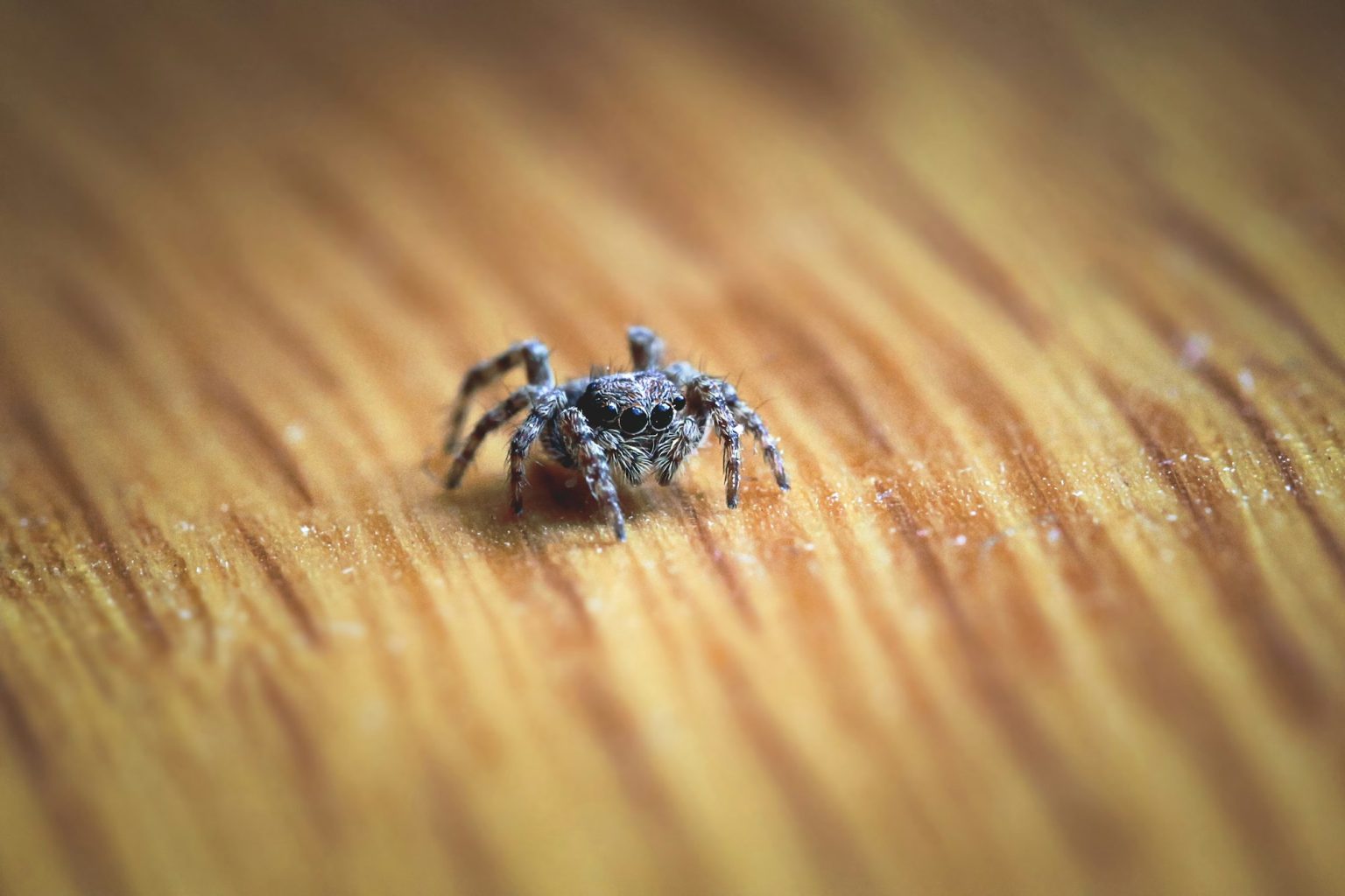 Macro of a tiny indoor jumping spider with many eyes crawling on a wooden ledge.
