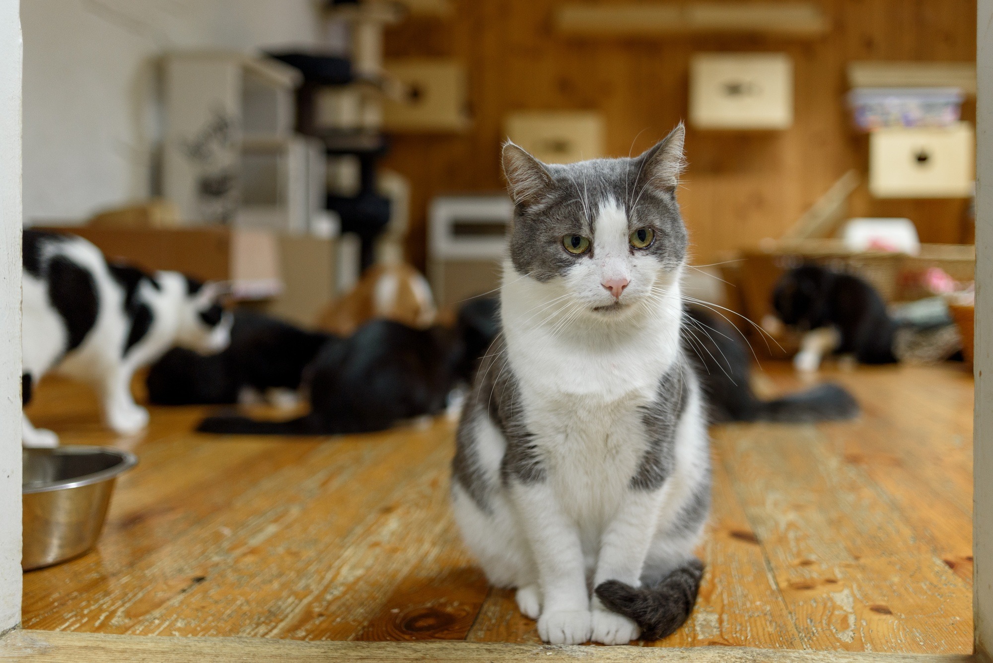 Cat in animal shelter