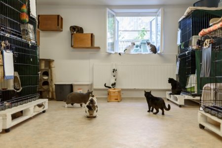 Cats in animal shelter
