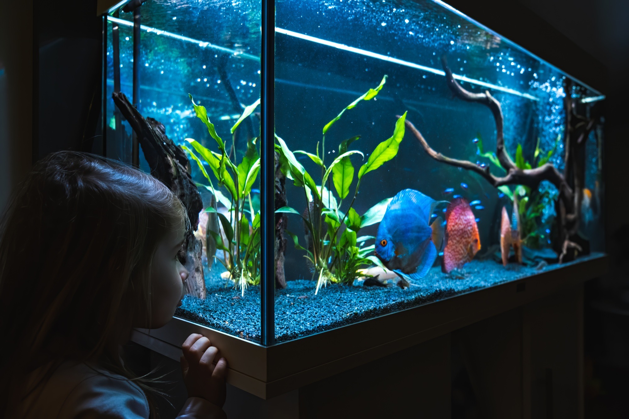 2-3 year old child watching fish swiming in big fishtank, aquarium
