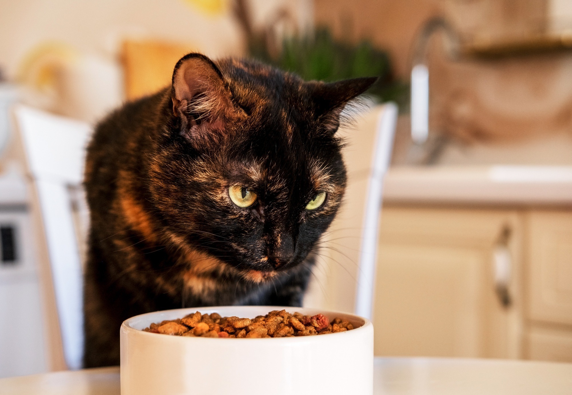 Beautiful tortoiseshell cat eats food sitting at the table at kitchen.