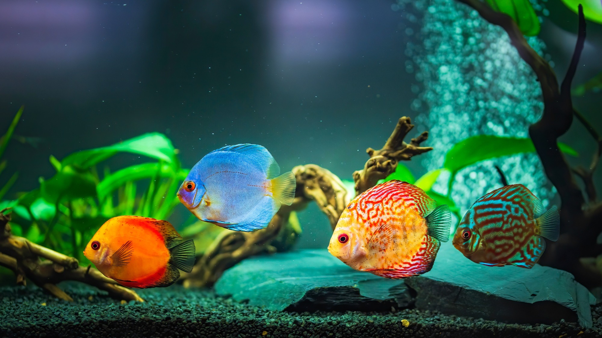 Colorful fish from the spieces Symphysodon discus in aquarium. Closeup, selective focus