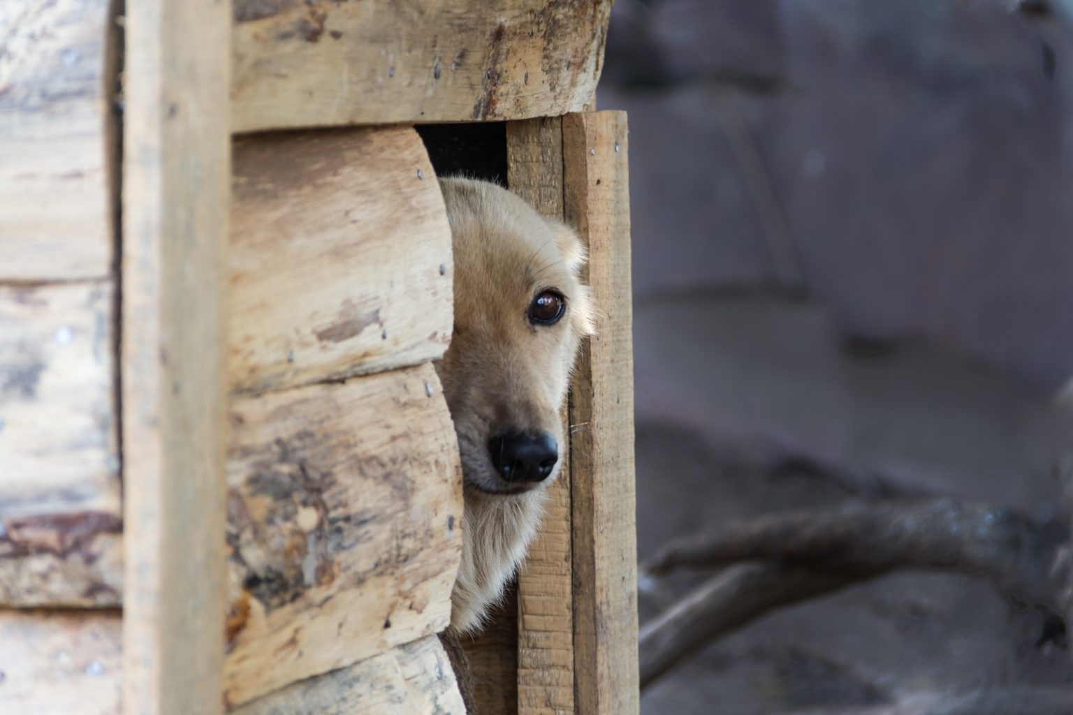 mongrel dog poking his head out the door of his wooden doghouse