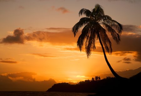 Silhouetted coastal palm tree at sunset, Baracoa, Santiago de Cuba