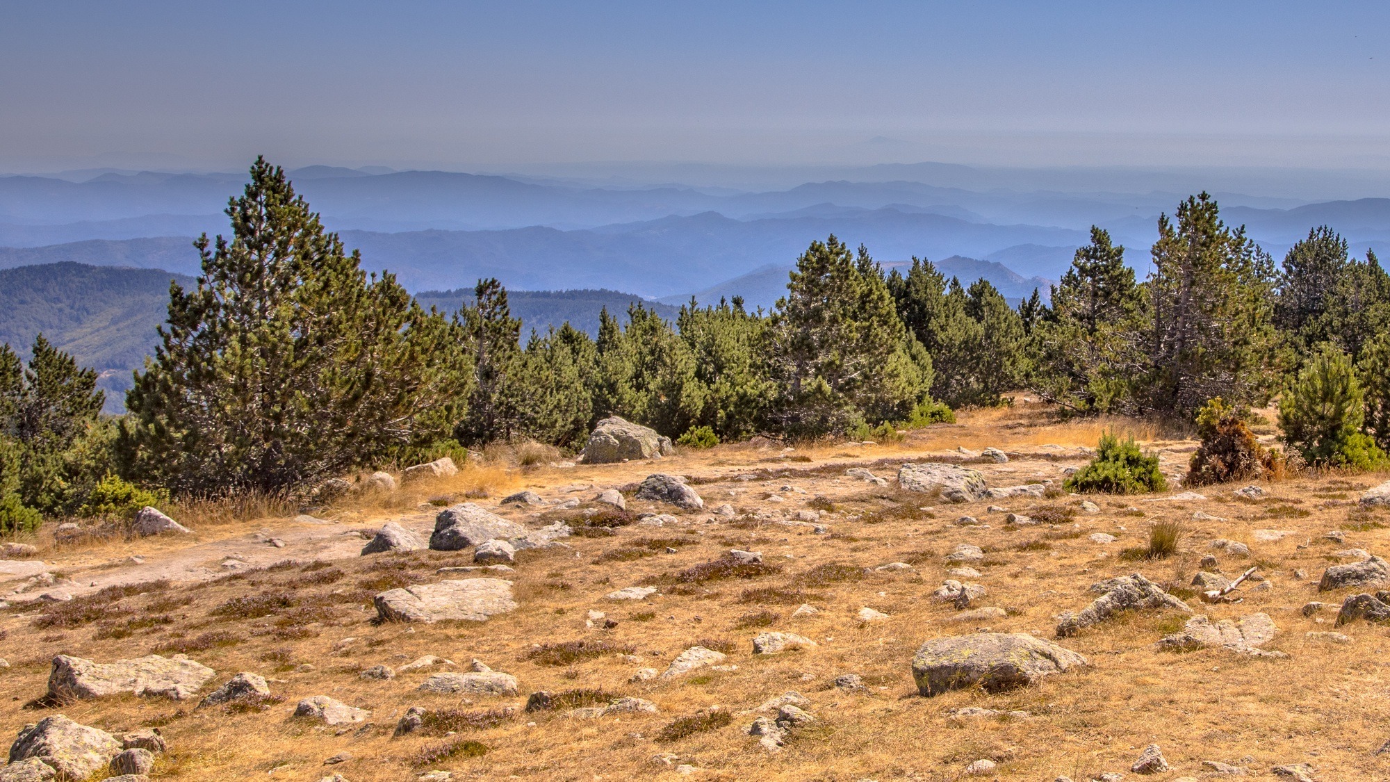 Sunny day over forest on Mont Aigoual