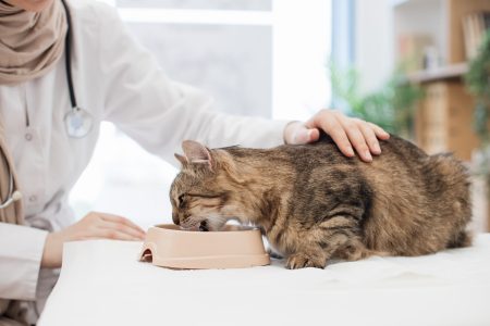 Tabby cat eating animal food in exam room of vet clinic