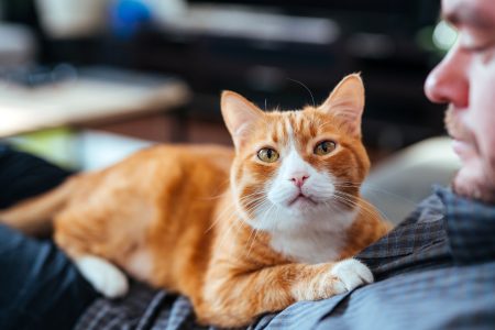 The red cat lies on its owner.