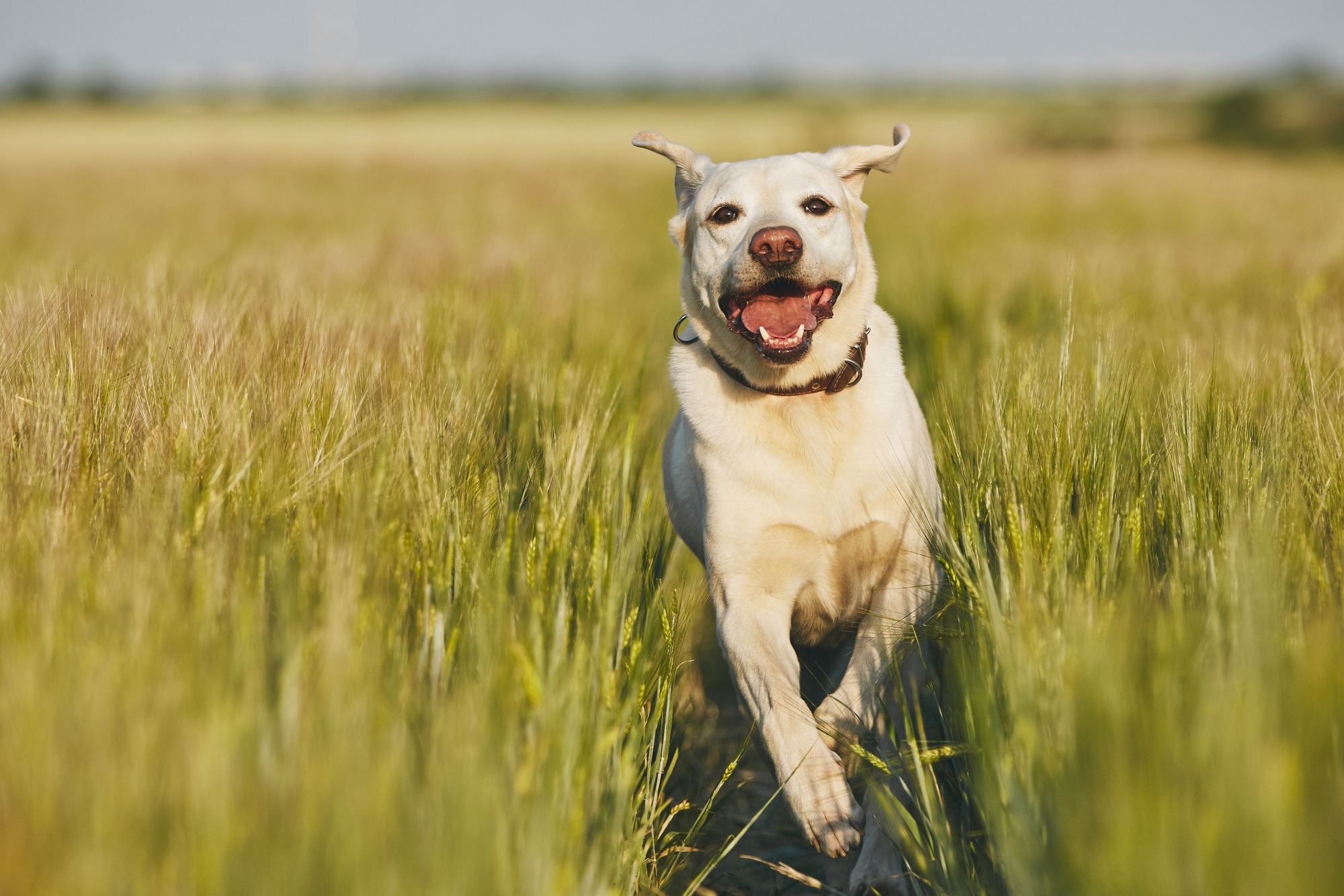 Happy dog in countryside. Labrador retriever running on the path in field.