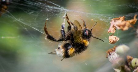 découvrez notre piège à abeilles efficace et respectueux de l'environnement ! protégez votre jardin des nuisibles tout en attirant et préservant les pollinisateurs. idéal pour les apiculteurs amateurs et les passionnés de jardinage.