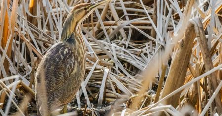 découvrez comment le camouflage des rayures peut transformer l'apparence de votre véhicule. apprenez des techniques efficaces pour dissimuler les imperfections et maintenir l'esthétique de votre auto grâce à des solutions innovantes et faciles à appliquer.