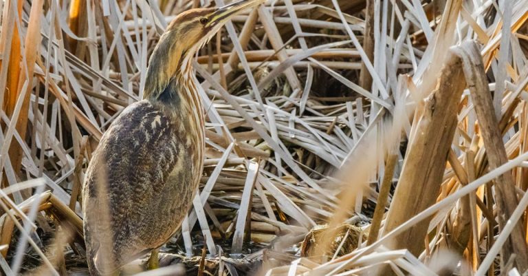 découvrez comment le camouflage des rayures peut transformer l'apparence de votre véhicule. apprenez des techniques efficaces pour dissimuler les imperfections et maintenir l'esthétique de votre auto grâce à des solutions innovantes et faciles à appliquer.