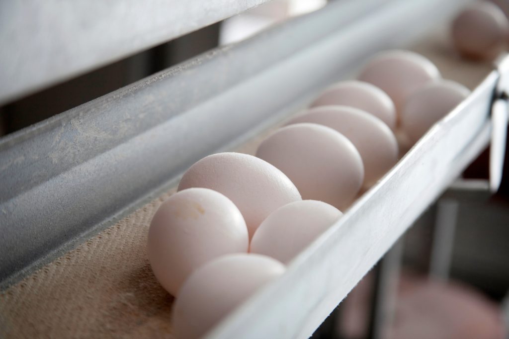 Illustration pour Les risques liés à la consommation d'œufs périmés ⚠️