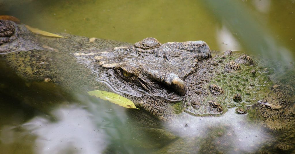 découvrez notre guide complet sur les contrefaçons de la marque lacoste. apprenez à reconnaître les faux produits, les astuces pour éviter les arnaques, et protégez-vous contre les contrefaçons tout en restant élégant.