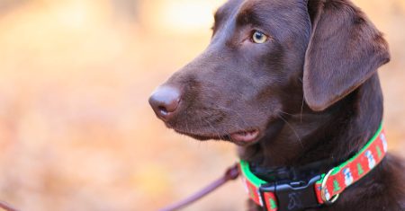 découvrez notre collection de colliers pour chiens, alliant confort, style et sécurité. offrez à votre compagnon à quatre pattes un accessoire élégant et durable, parfaitement adapté à sa taille et à sa personnalité. explorez nos divers modèles et faites plaisir à votre fidèle ami !