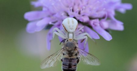 découvrez l'univers des emojis de fleurs ! explorez une vaste sélection d'émojis floraux colorés pour embellir vos conversations, messages et publications sur les réseaux sociaux. exprimez vos émotions avec beauté et créativité grâce à ces petites illustrations charmantes !