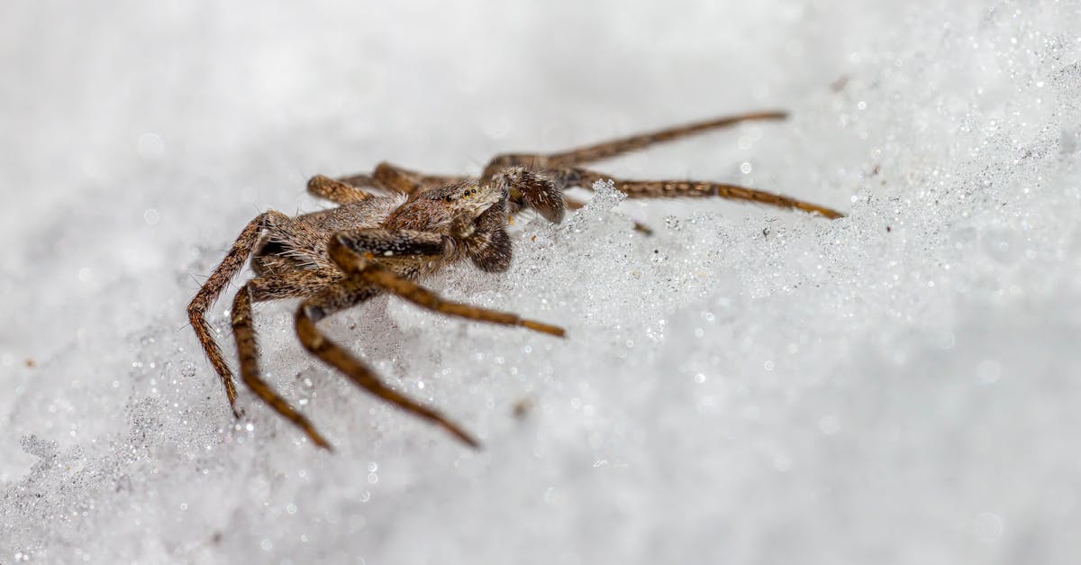 découvrez tout sur les fractions : définition, types, opérations et astuces pour maîtriser ce concept mathématique fondamental. idéal pour élèves et étudiants !