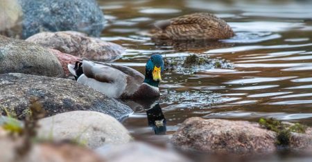 apprenez tout sur les fractions : définition, types, simplification et applications pratiques. découvrez comment maîtriser ce concept mathématique essentiel pour vos études et la vie quotidienne.