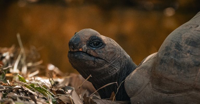 découvrez les meilleures pratiques pour le téléchargement légal de films. explorez les plateformes autorisées, les conseils juridiques et les astuces pour profiter de vos films préférés tout en respectant la législation sur le droit d'auteur.