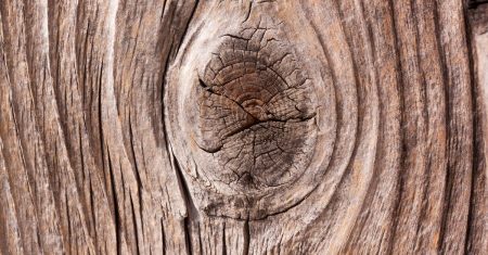 découvrez l'élégance intemporelle du chêne. ce bois noble est synonyme de robustesse et de style, idéal pour vos projets d'intérieur et d'extérieur. apprenez-en plus sur ses caractéristiques, ses utilisations et son entretien.