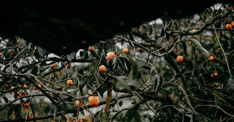 découvrez le kaki, ce fruit juteux et sucré aux multiples bienfaits. apprenez à le déguster, à l'utiliser en cuisine et à profiter de ses vertus nutritionnelles. un incontournable pour les amateurs de fruits originaux!