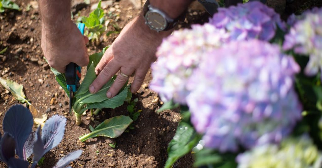 découvrez l'art de la taille des plantes dans notre guide complet sur le pruning. apprenez les techniques essentielles pour entretenir vos jardins, optimiser la croissance de vos fleurs et arbustes, et favoriser une floraison éclatante. idéal pour les jardiniers amateurs et les experts, ce guide vous aidera à maîtriser le pruning pour des résultats impressionnants.