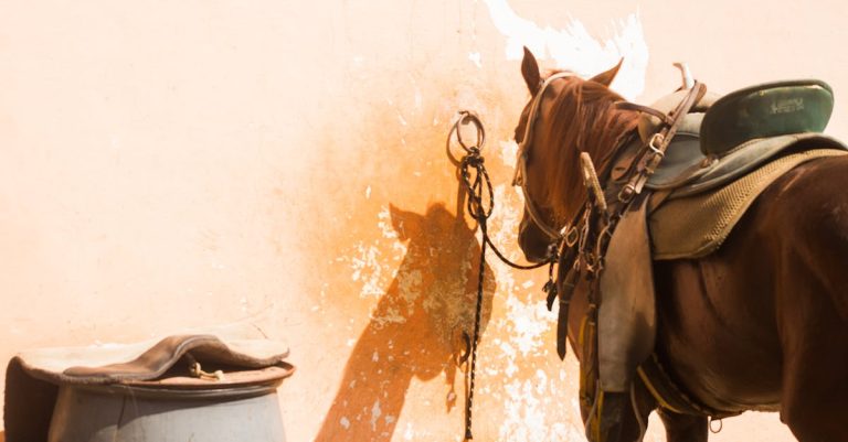 découvrez notre sélection de selles de haute qualité, idéales pour les cavaliers de tous niveaux. offrant confort et performance, nos selles sont conçues pour optimiser votre expérience équestre. trouvez la selle parfaite pour votre cheval dès aujourd'hui !