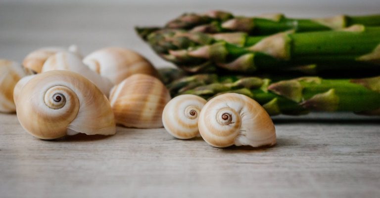 découvrez les bienfaits de la nutrition des escargots : un guide complet sur leur alimentation, les nutriments essentiels et comment optimiser leur croissance et leur santé dans votre jardin ou ferme.
