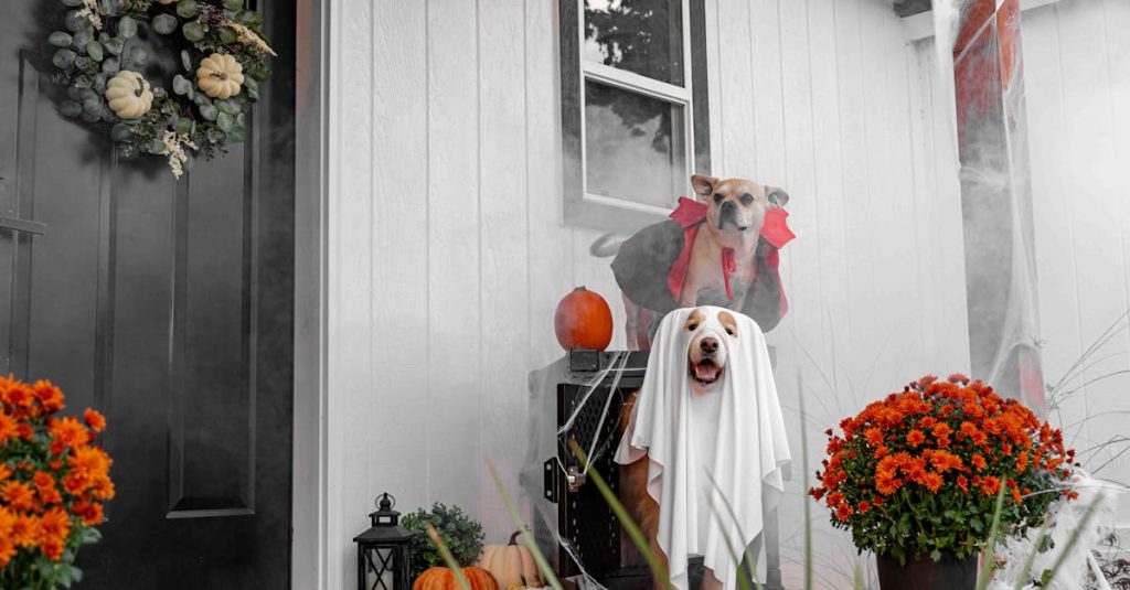 découvrez l'univers fascinant des vampires, créatures mythiques de la nuit, leurs légendes, leur histoire, et leur impact sur la culture populaire. plongez dans un monde où l'obscurité et l'imaginaire se rencontrent.