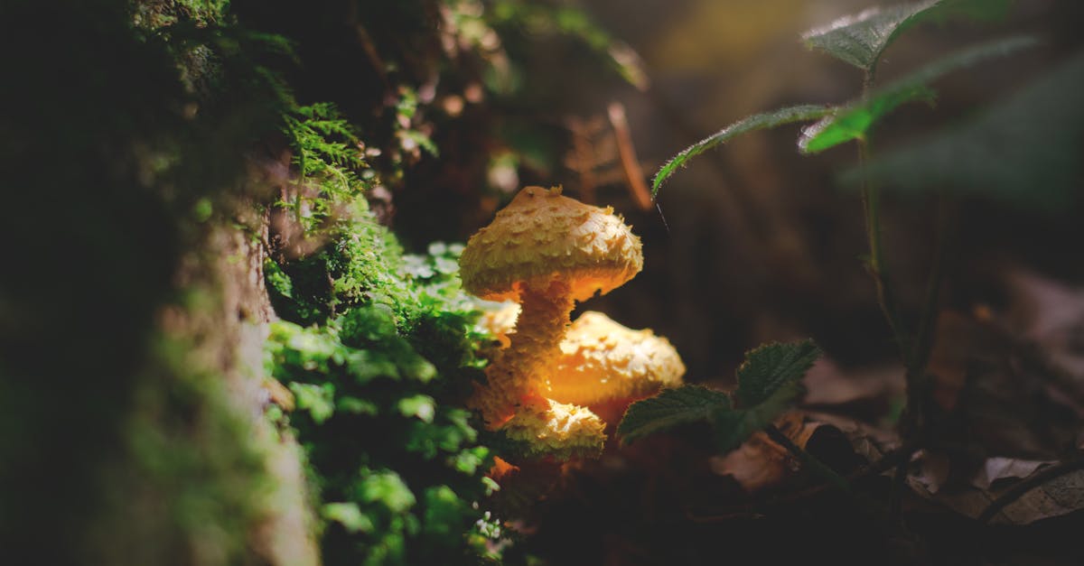 découvrez l'univers des bios, des phénomènes biologiques aux biographies fascinantes. plongez dans des récits captivants et des informations scientifiques enrichissantes qui éclairent notre compréhension du vivant.