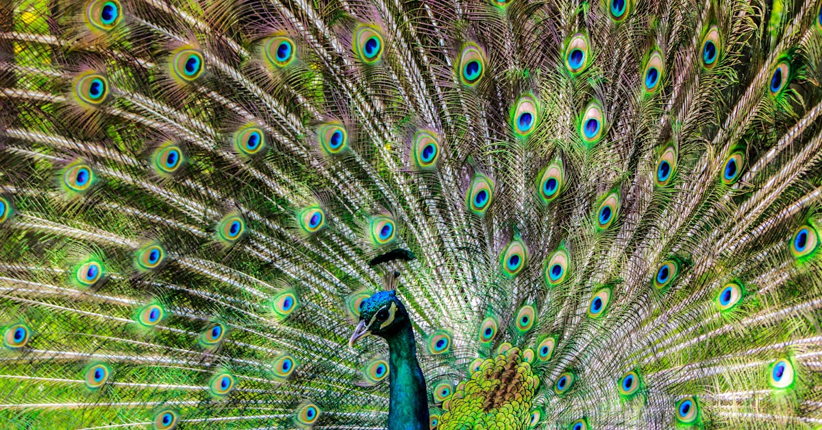 découvrez l'univers des bios (basic input/output system) : un élément essentiel de votre ordinateur qui gère le démarrage et le fonctionnement de votre matériel. apprenez comment le bios interagit avec votre système, ses différentes fonctionnalités et l'importance de sa mise à jour pour optimiser la performance de votre pc.