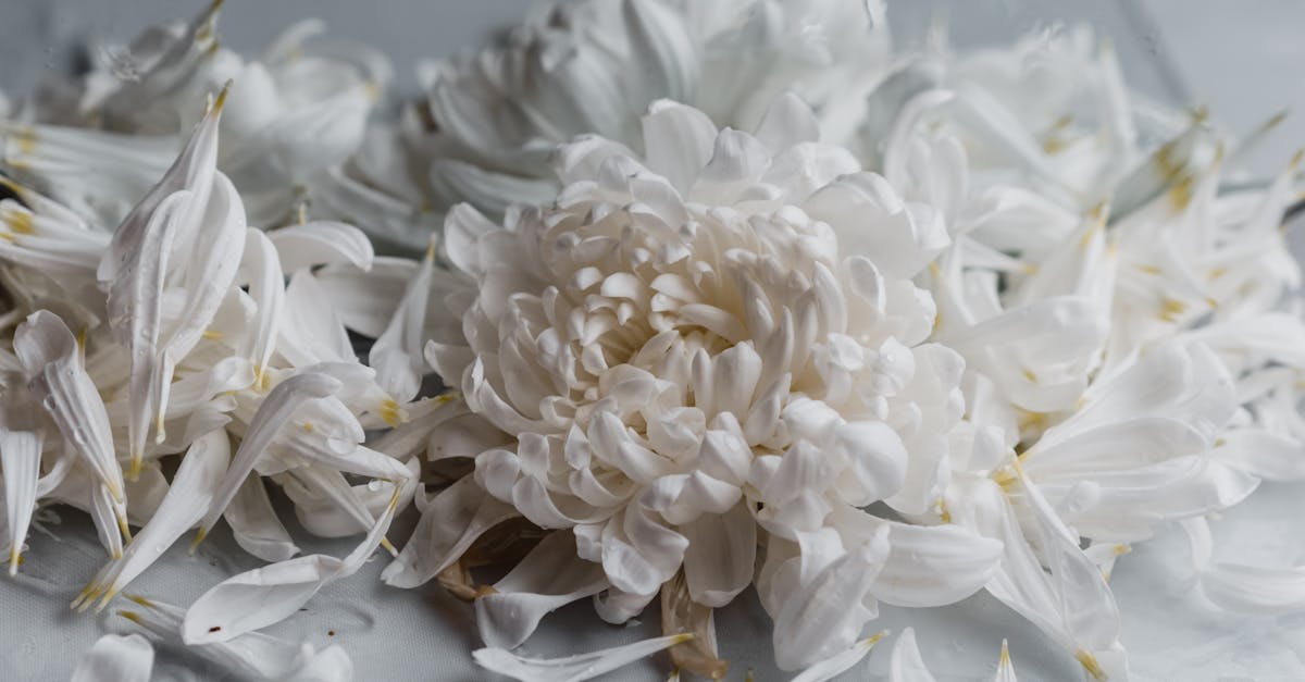 découvrez le blanchiment, une technique essentielle en cuisine qui consiste à plonger les aliments dans l'eau bouillante puis dans de l'eau glacée, préservant ainsi leur couleur vive et leur texture. apprenez les meilleures pratiques et astuces pour maîtriser cette méthode de cuisson.