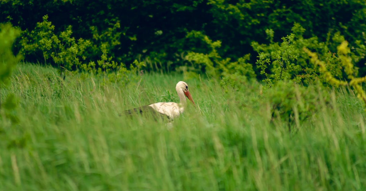 découvrez le processus de blanchiment, une technique culinaire essentielle pour préserver la couleur et la texture des légumes. apprenez à maîtriser cette méthode pour améliorer vos plats et optimiser la nutrition de vos ingrédients.
