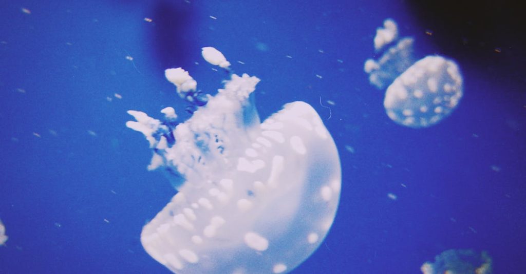 découvrez comment utiliser les breadcrumbs pour améliorer la navigation sur votre site web. apprenez les meilleures pratiques pour optimiser l'expérience utilisateur et renforcer le référencement naturel de votre contenu.